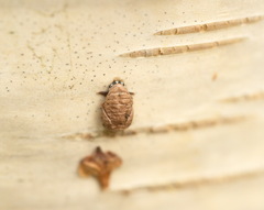 Calvia decemguttata
