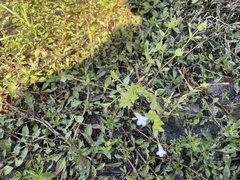 Lindernia anagallidea