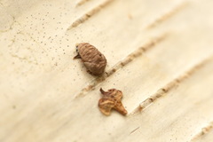 Calvia decemguttata