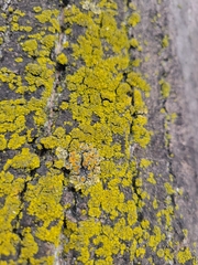 Candelariaceae