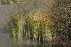 Typha