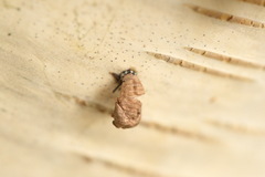 Calvia decemguttata