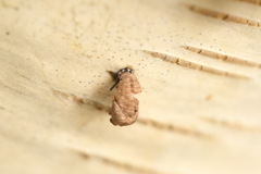 Calvia decemguttata