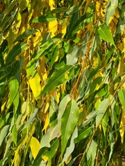 Salix