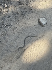 Thamnophis elegans elegans