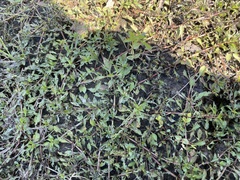 Lindernia anagallidea