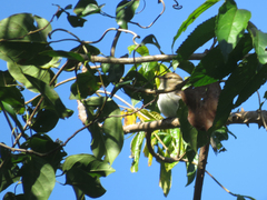 Cnemotriccus fuscatus