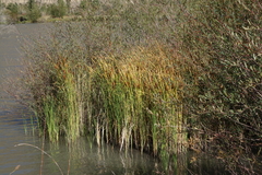Typha