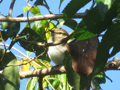 Cnemotriccus fuscatus