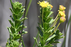 Euryops algoensis