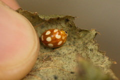Calvia decemguttata