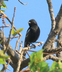 Melaniparus niger