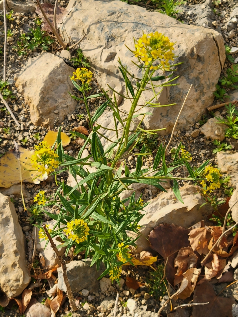 wormseed wallflower from Winnipeg, MB R3C 0X6, Canada on October 4 ...