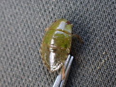 Naucoridae