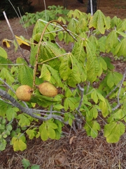 Aesculus parviflora