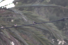Hirundo rustica