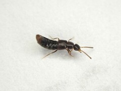 Staphylinidae
