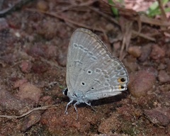 Euchrysops cnejus cnejus
