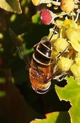 Eristalis similis