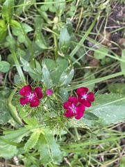 Dianthus