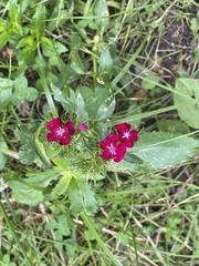 Dianthus