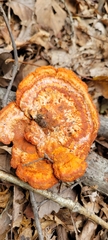 Trametes coccinea