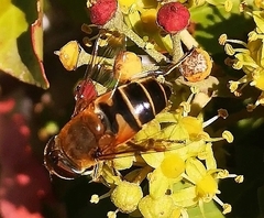 Eristalis similis