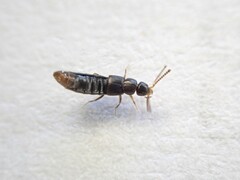 Staphylinidae