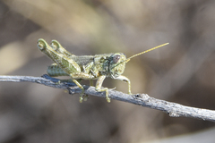 Campylacantha olivacea