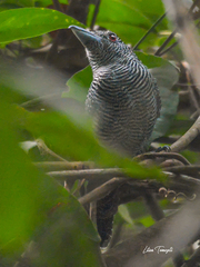 Cymbilaimus lineatus