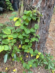 Matelea floridana
