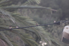 Hirundo rustica