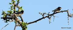 Hirundo dimidiata