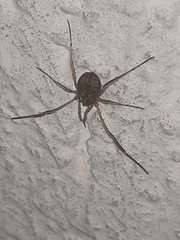 Oligolophinae