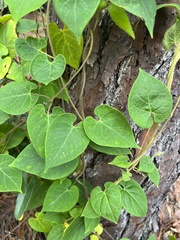 Matelea floridana