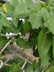 Acanthocephala alata