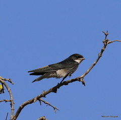 Hirundo dimidiata