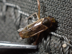 Cymatia rogenhoferi