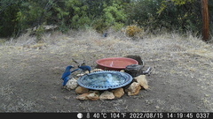 Aphelocoma woodhouseii texana