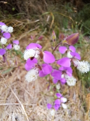Polygala bracteolata