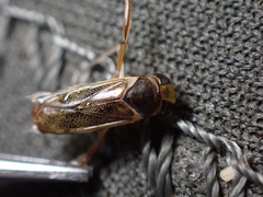 Cymatia rogenhoferi