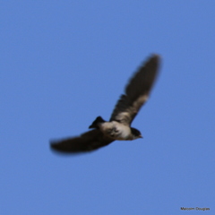 Hirundo dimidiata