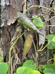Matelea floridana