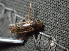 Cymatia rogenhoferi