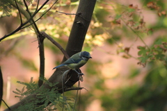 Cyanistes caeruleus