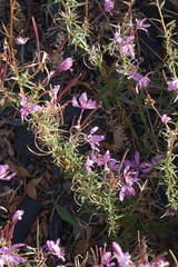 Chamaenerion colchicum