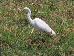 Ardea intermedia brachyrhyncha
