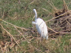 Ardea intermedia brachyrhyncha