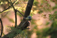 Cyanistes caeruleus