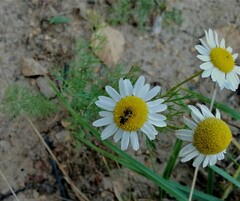 Matricaria chamomilla